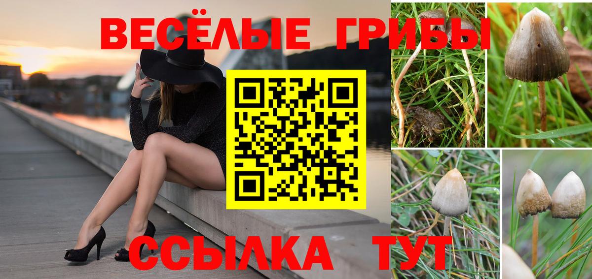 Галлюциногенные грибы Psilocybe Краснокаменск